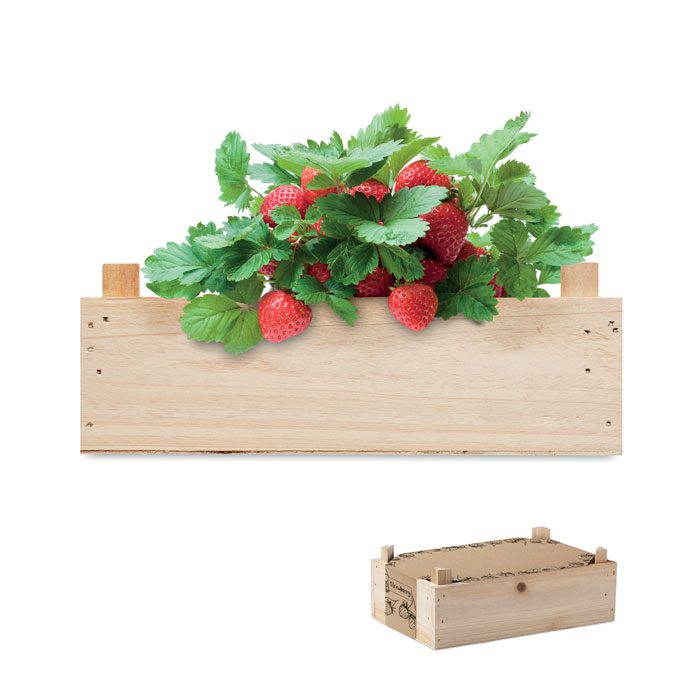 Strawberry Growing Kit Wooden Crate