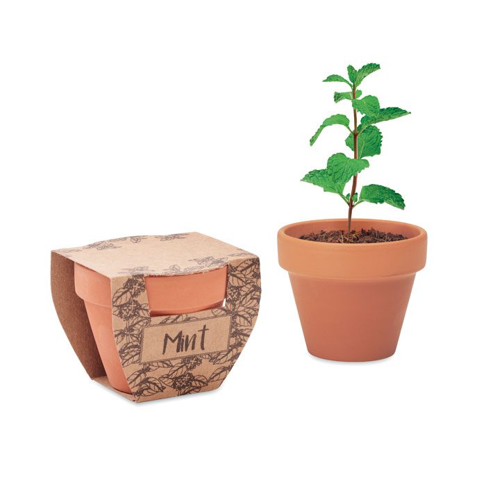 Mint Pot Terracotta Growing Kit
