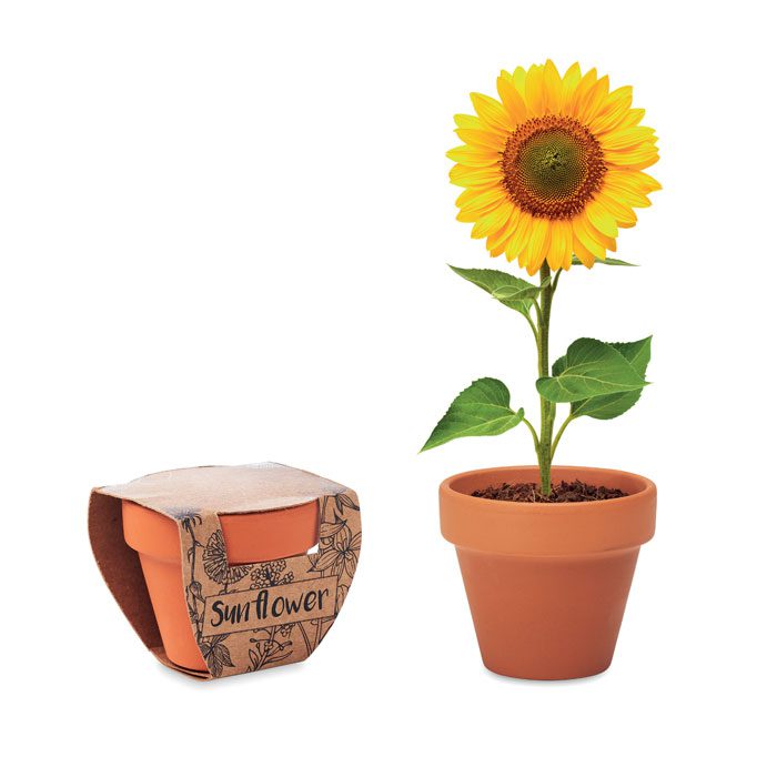 Sunflower Terracotta Seed Pot
